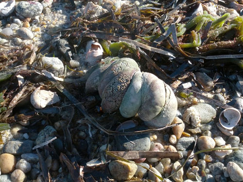 Atlantic slipper limpets are common marine snails native to the northeastern U.S. coast.: Photograph by Karen Chan, WHOI courtesy of NSF